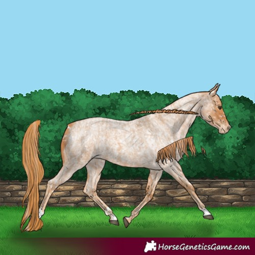 Horse Color:Red Roan Snowflake Varnish and Red Roan Snowflake Varnish