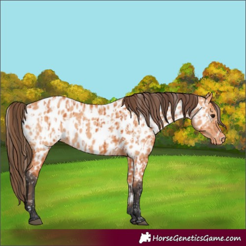 Horse Color:Bay Appaloosa and Bay Dun Appaloosa