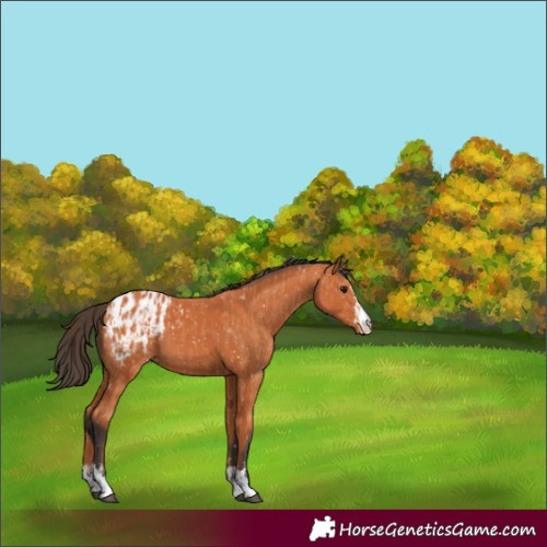 Horse Color:Bay Appaloosa  and Bay Appaloosa 