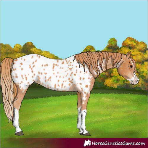 Horse Color:Chestnut Splash Appaloosa 