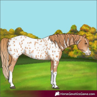 Horse Color:Chestnut Splash Appaloosa