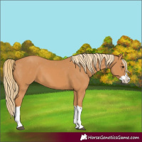 Horse Color:Chestnut Splash Appaloosa 