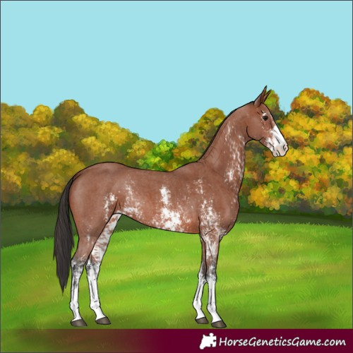 Horse Color:Bay Sabino Rabicano  and Bay Sabino 