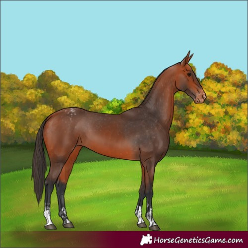 Horse Color:Bay Appaloosa  and Bay Appaloosa 