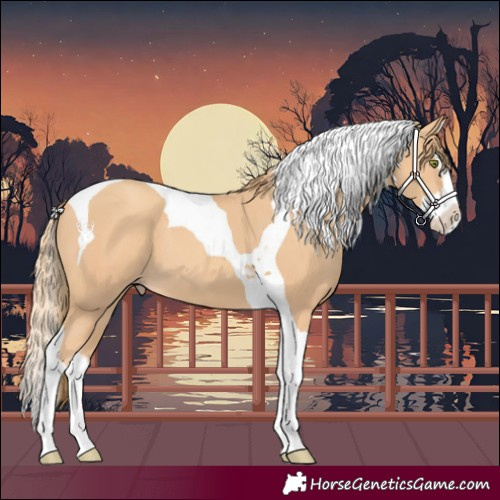 Horse Color:Gold Champagne Splash Tobiano 