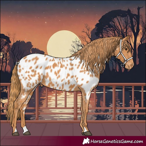 Horse Color:Chestnut Appaloosa