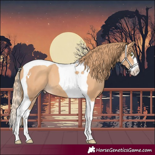 Horse Color:Gold Champagne Splash Tobiano