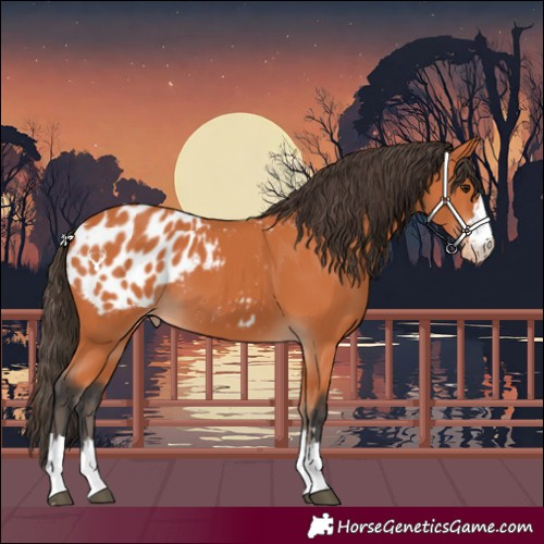 Horse Color:Bay Blanket