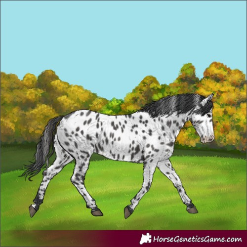 Horse Color:Black Appaloosa 