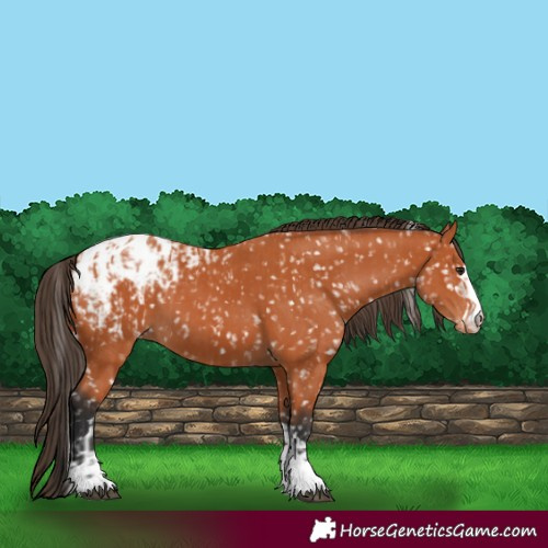 Horse Color:Bay Blanket and Bay Snowcap