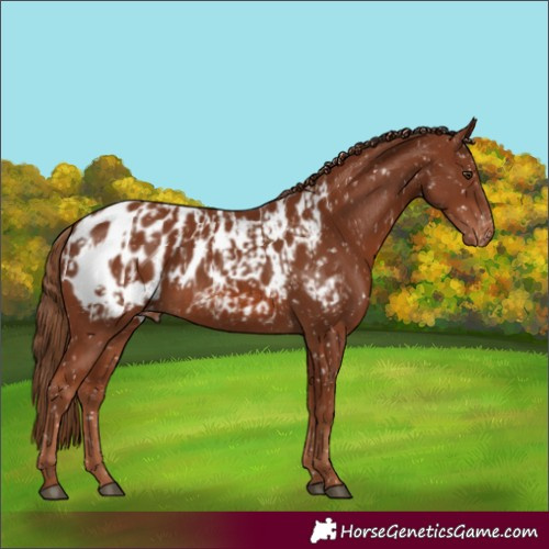 Horse Color:Chestnut Blanket and Chestnut Blanket