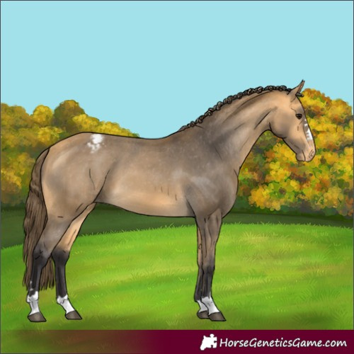 Horse Color:Buckskin Appaloosa