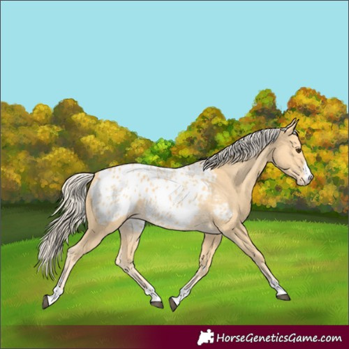 Horse Color:Palomino Blanket