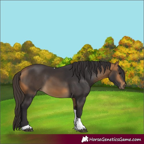 Horse Color:Buckskin Tobiano