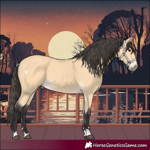 Horse Color:Buckskin