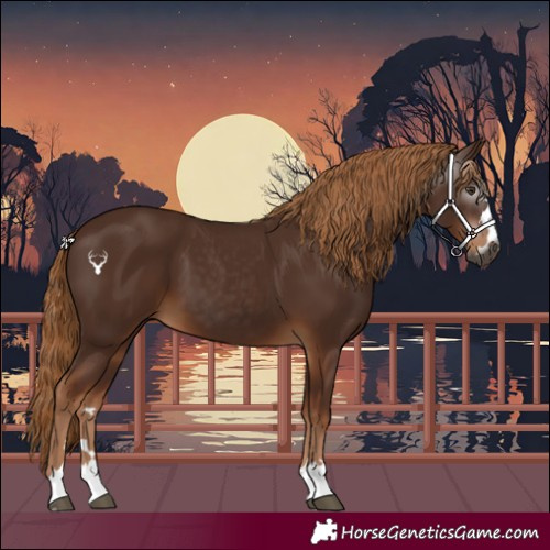 Horse Color:Gray Chestnut