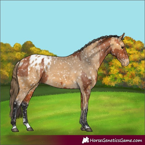 Horse Color:Bay Appaloosa and Buckskin Appaloosa