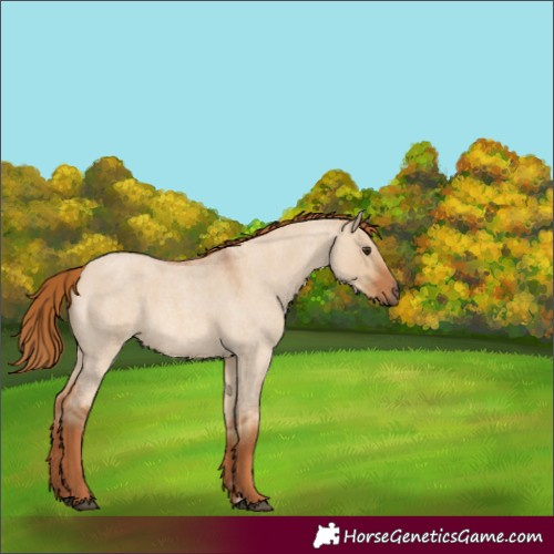 Horse Color:Red Dun Roan 