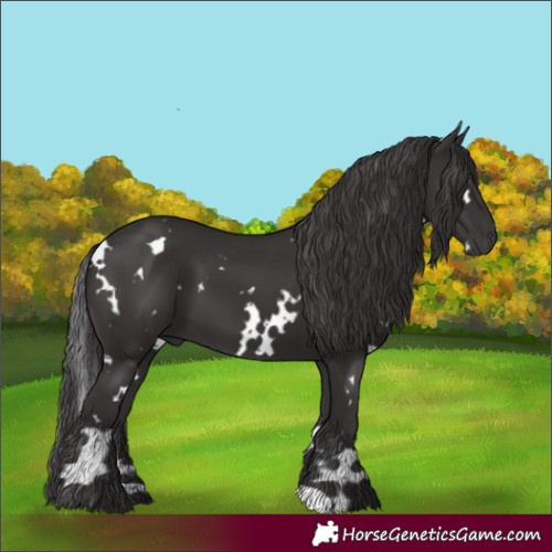 Horse Color:White Spotted Smoky Black