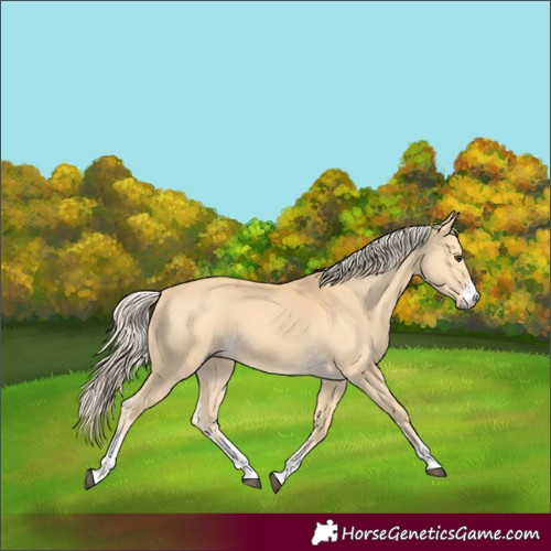 Horse Color:Palomino 