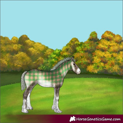 Horse Color:Plaid  Silver Brown Onyx Sabino Tobiano 