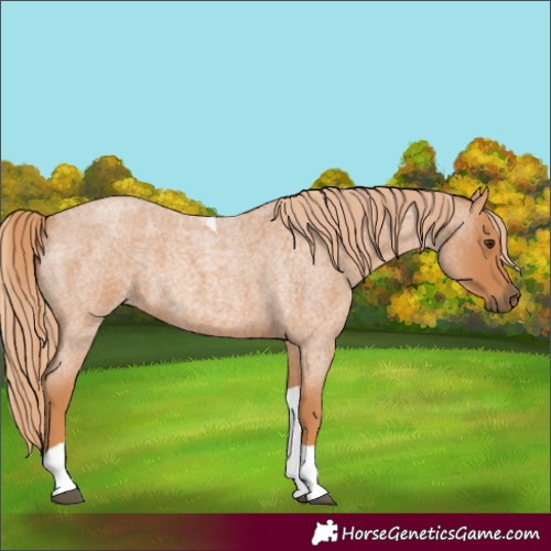 Horse Color:Unknown 