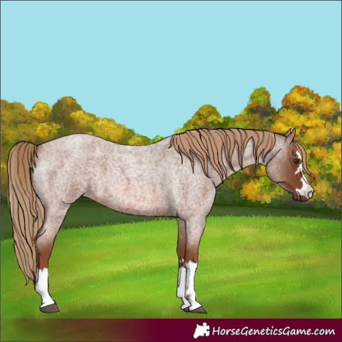 Horse Color:Red Roan