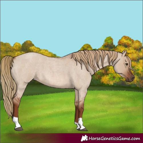 Horse Color:Unknown