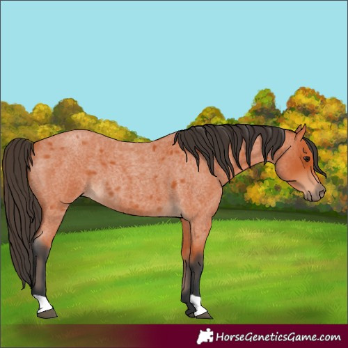 Horse Color:Bay Roan 