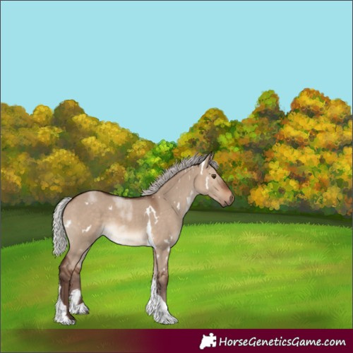 Horse Color:White Spotted Silver Brown Dun Tobiano