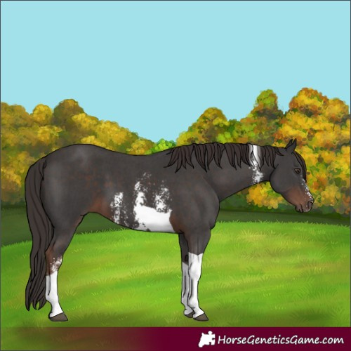 Horse Color:Liver Chestnut Sabino Tobiano 