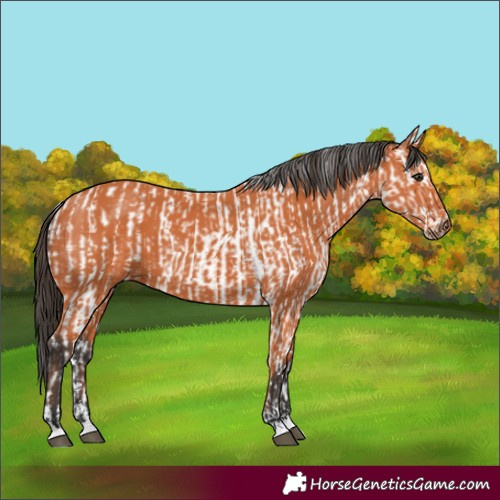 Horse Color:Bay Leopard  and Bay 