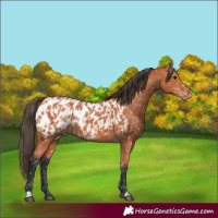 Horse Color:Bay Near Leopard  and Bay Near Leopard 
