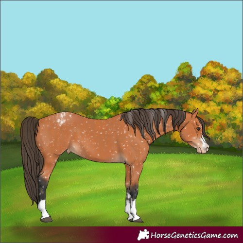 Horse Color:Bay Appaloosa  and Bay Appaloosa 