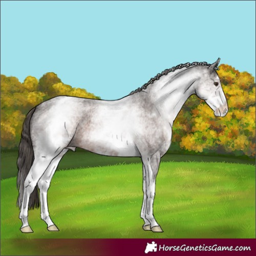 Horse Color:White Spotted Liver Red Roan 