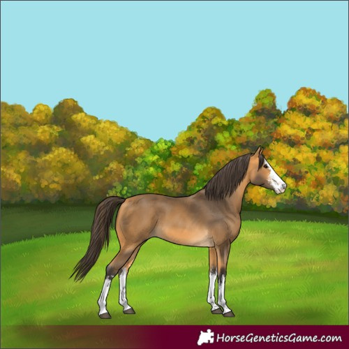 Horse Color:White Spotted Buckskin 