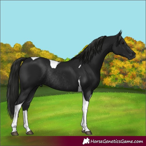 Horse Color:Gray Black Tobiano Rabicano 
