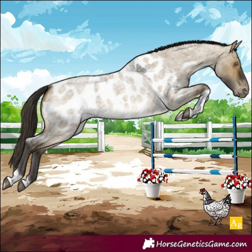Horse Color:Buckskin Roan Dun Tobiano Appaloosa