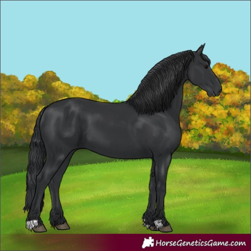Horse Color:Unknown 