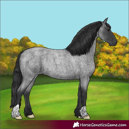 Horse Color:Unknown 