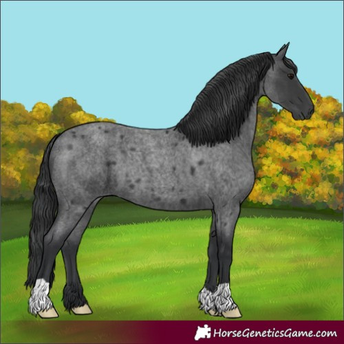 Horse Color:Blue Roan 