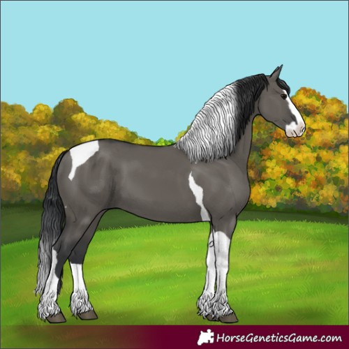 Horse Color:Unknown 