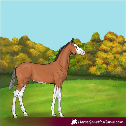 Horse Color:Bay Splash