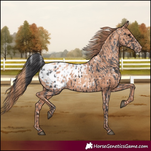 Horse Color:Black Blanket  and Gold Champagne Blanket 