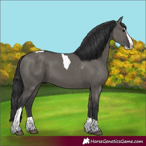 Horse Color:Unknown