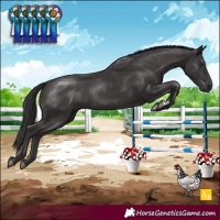 Horse Color:Smoky Black 