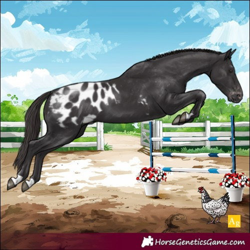 Horse Color:Smoky Black Appaloosa