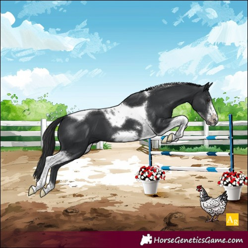 Horse Color:Black Tobiano Frame