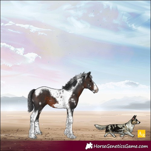 Horse Color:White Spotted Brown Tobiano Frame