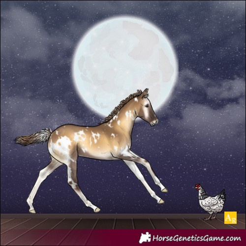 Horse Color:Gray White Spotted Red Dun Onyx 